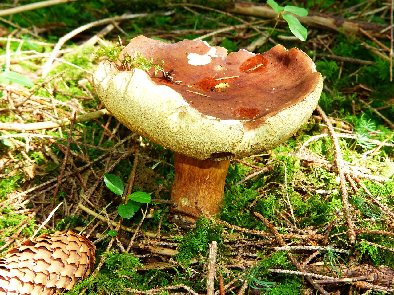 black mushroom cep mushroom free photo