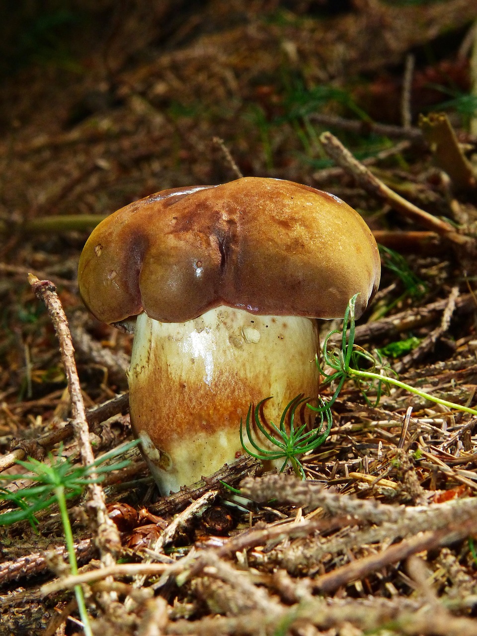 black mushroom dark brown cap cep free photo