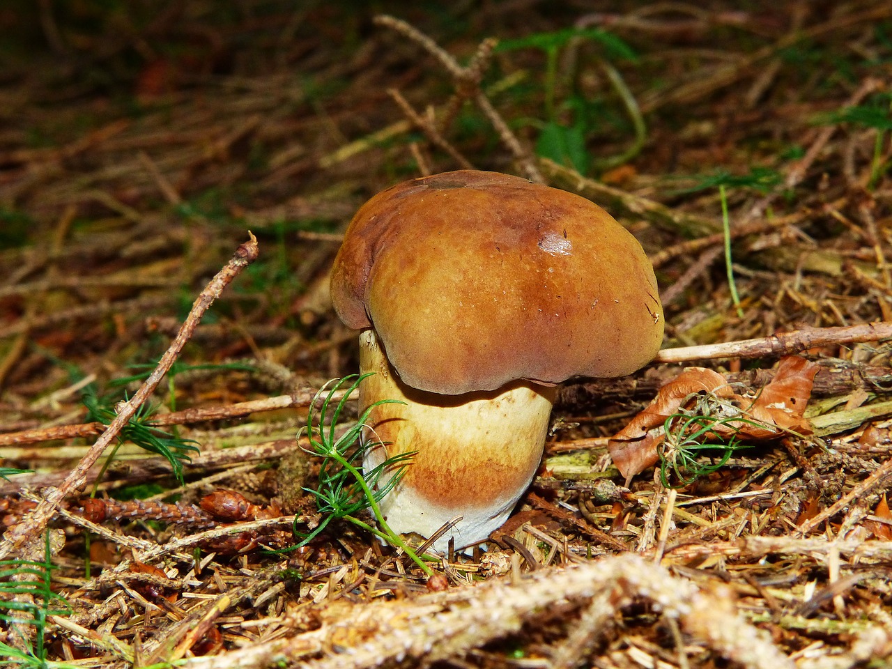 black mushroom dark brown cap cep free photo
