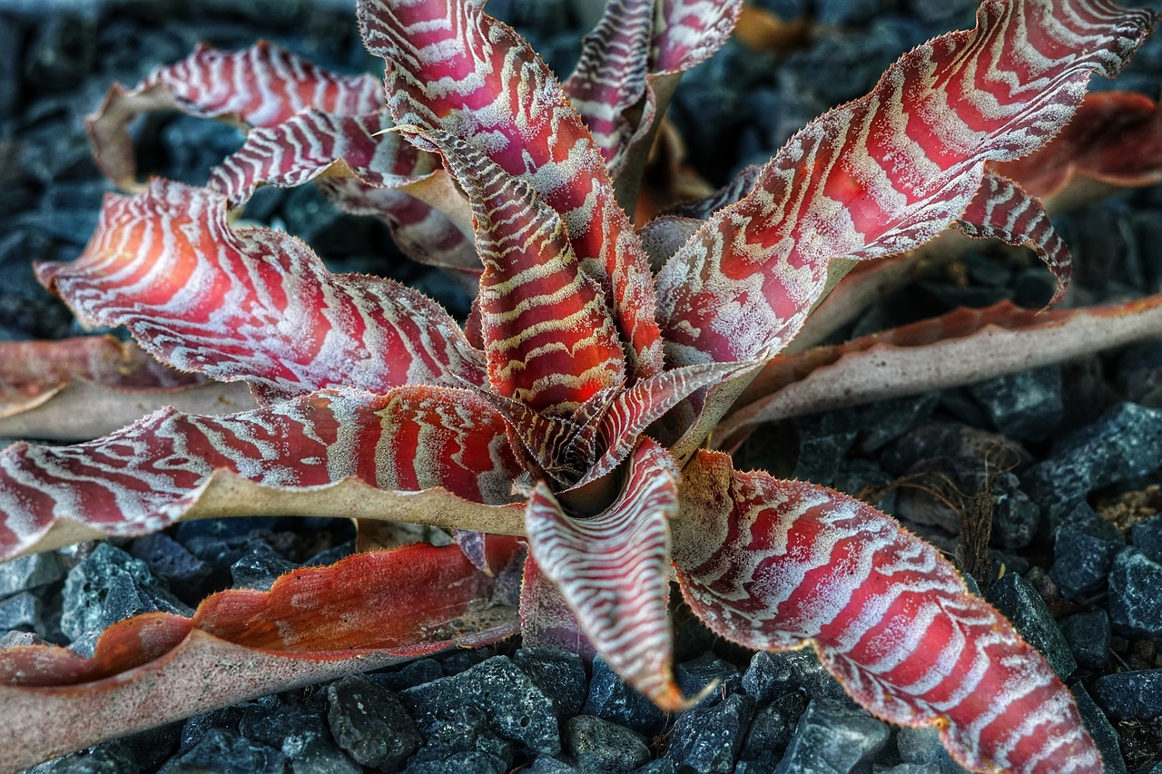 black mystic starfish plant crytanthus free photo