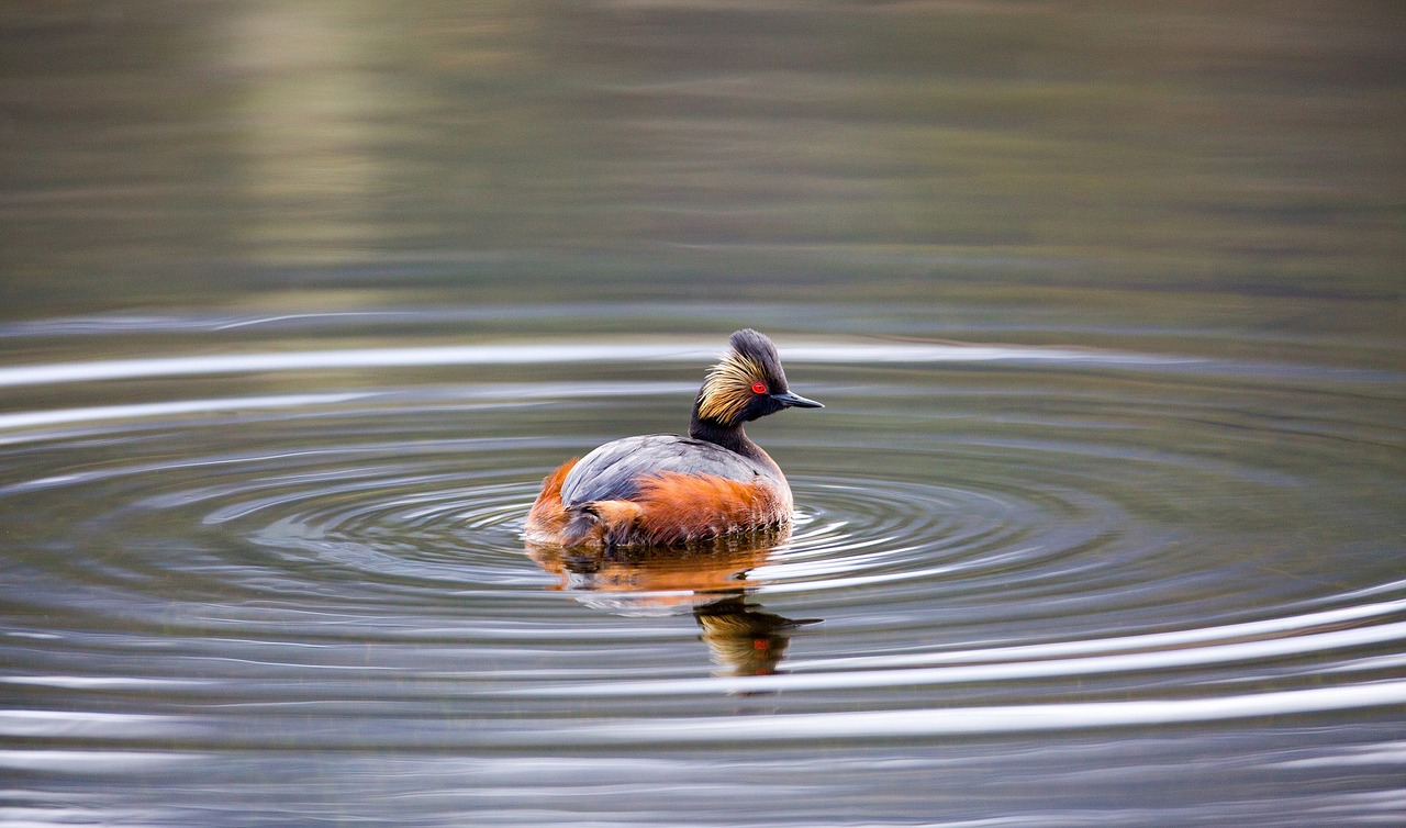 black-necked grebe water bird swimming free photo