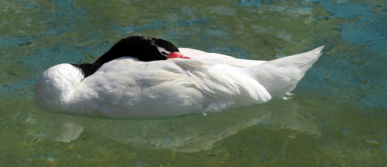 black-necked swan bird sleep free photo