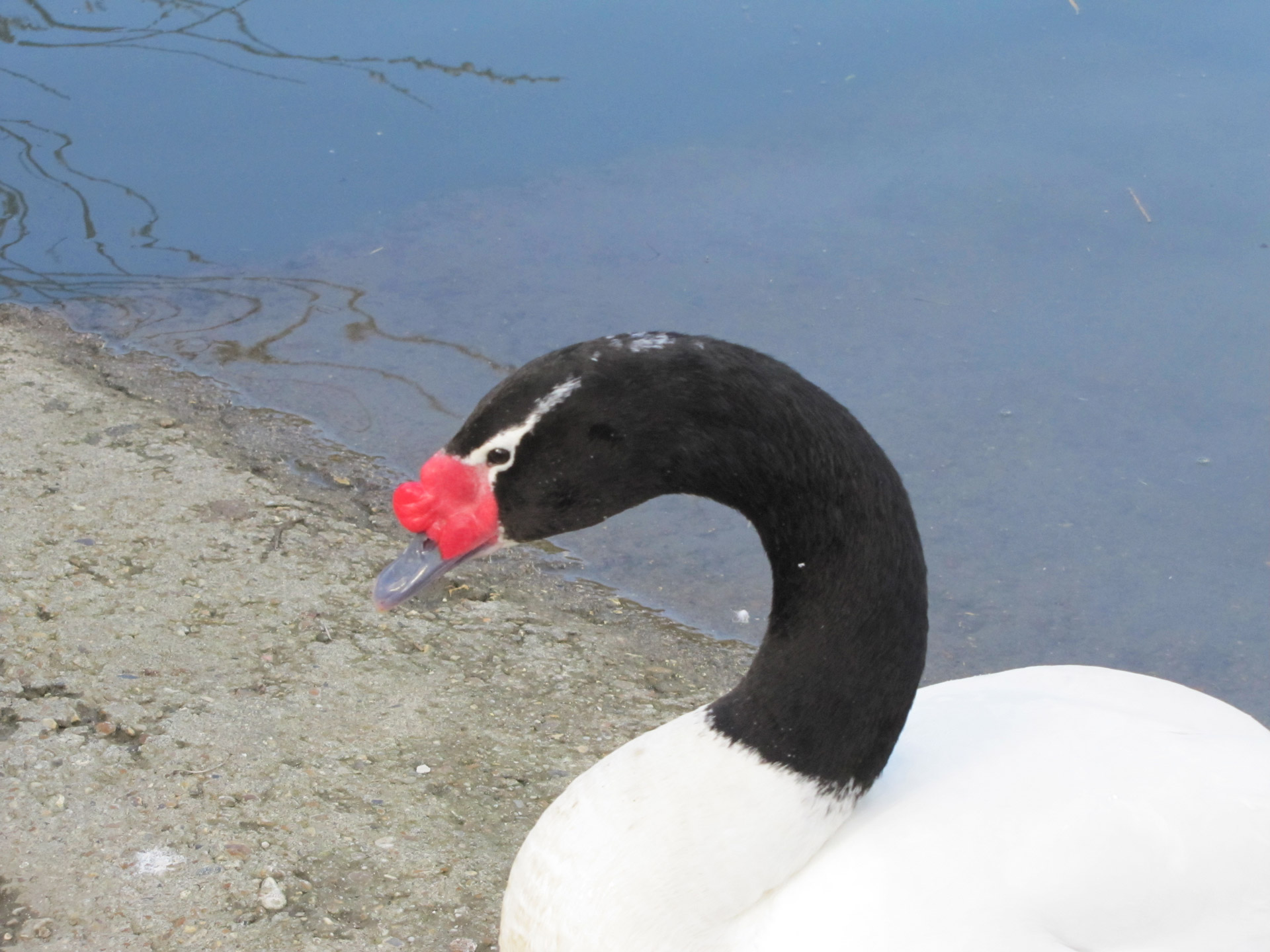 black-necked swan cygnus melancoryphus black-necked swan free photo