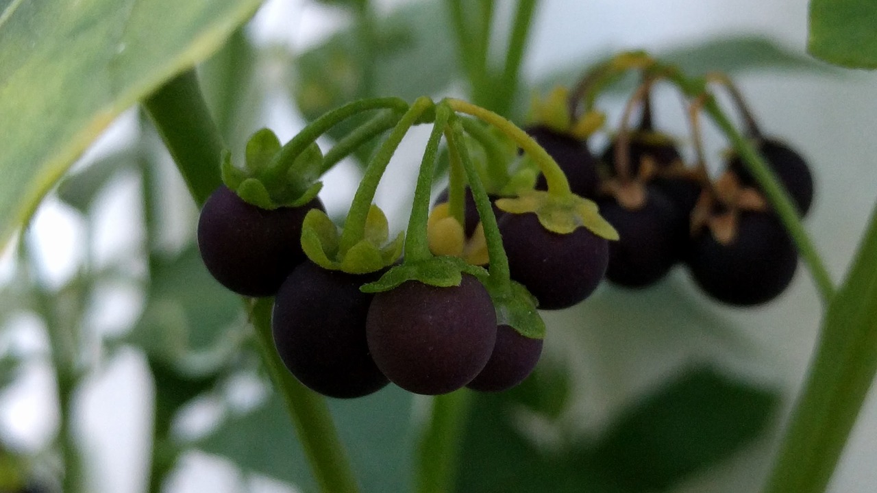 black nightshade fruit seoul free photo