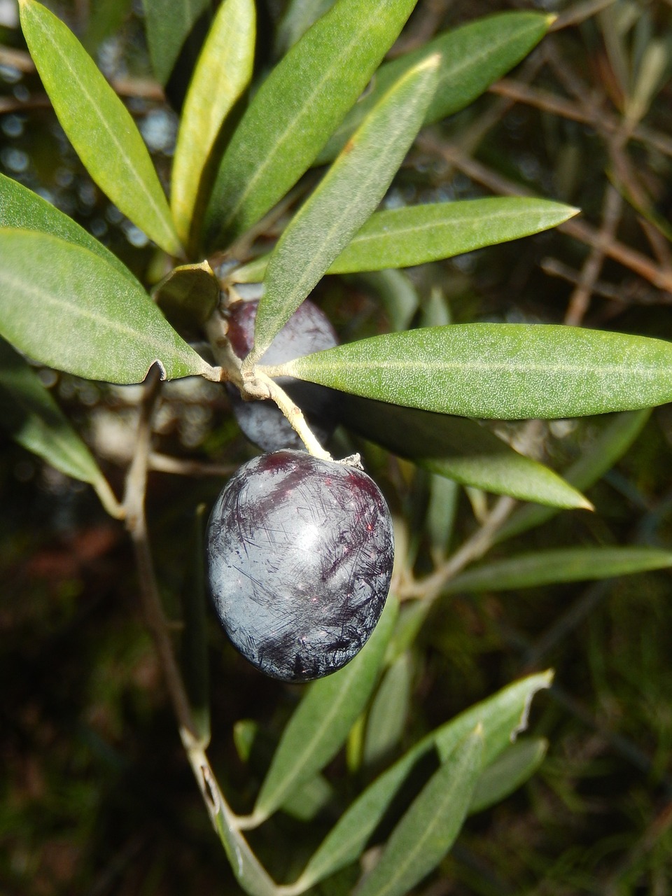 black olives olivier midday free photo