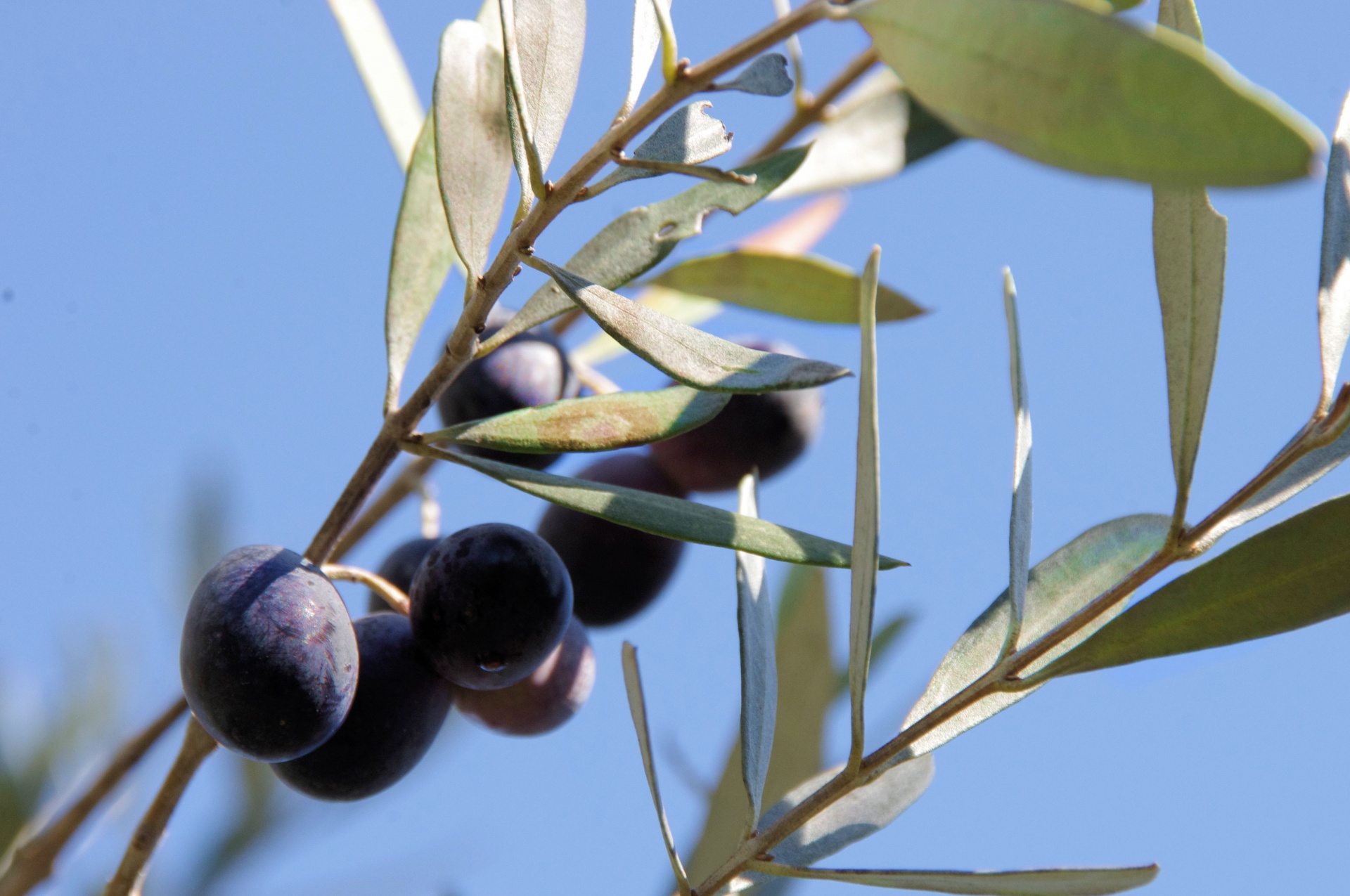 Маслины и оливки на одном дереве