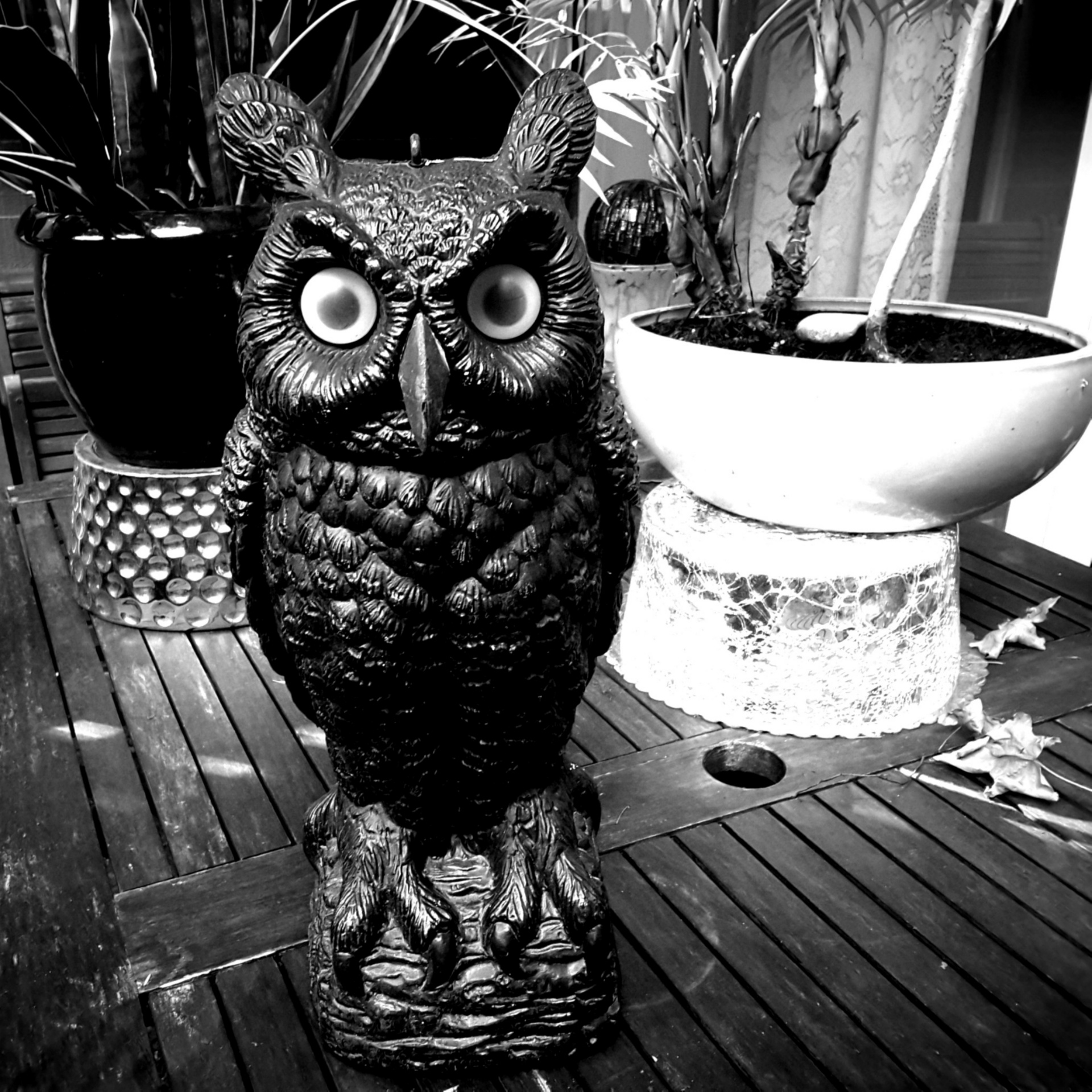 photo owl black free photo