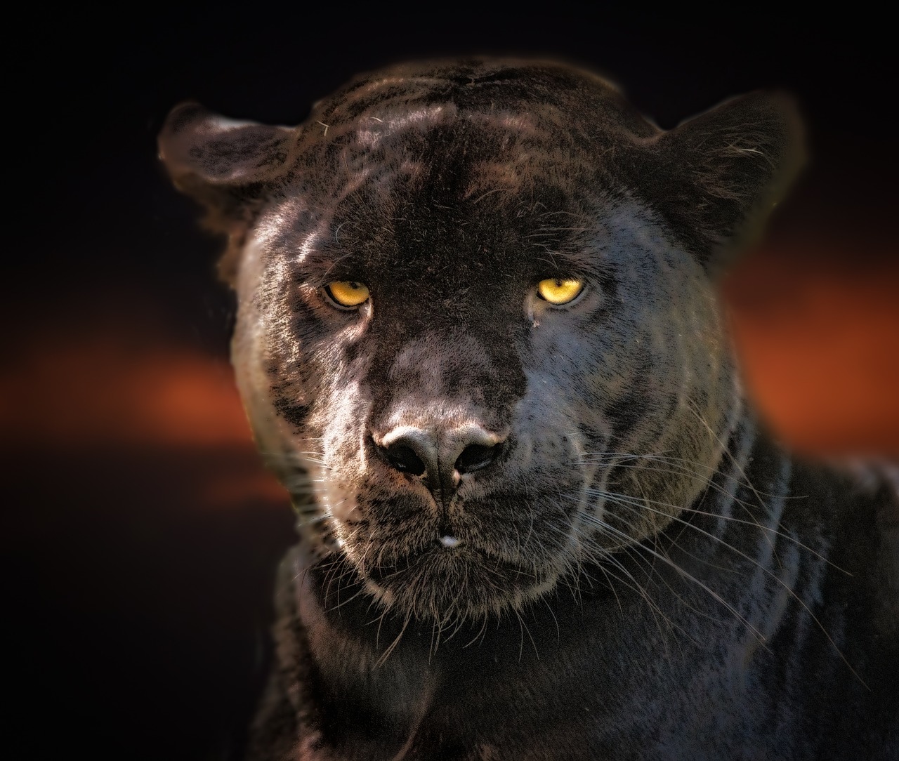 black panther  jaguar  black free photo