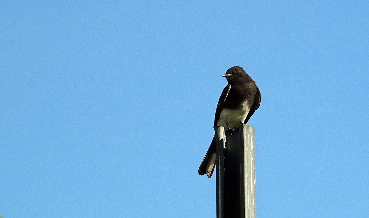 black phoebe sayornis nigricans bird free photo