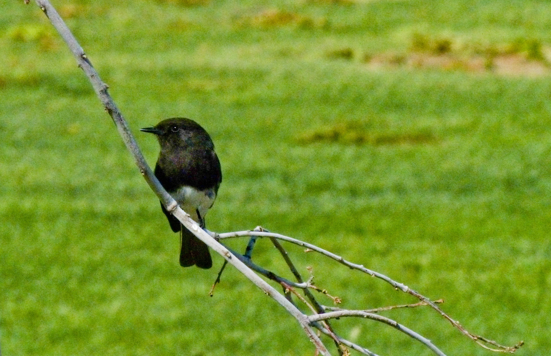 bird black phoebe branch free photo