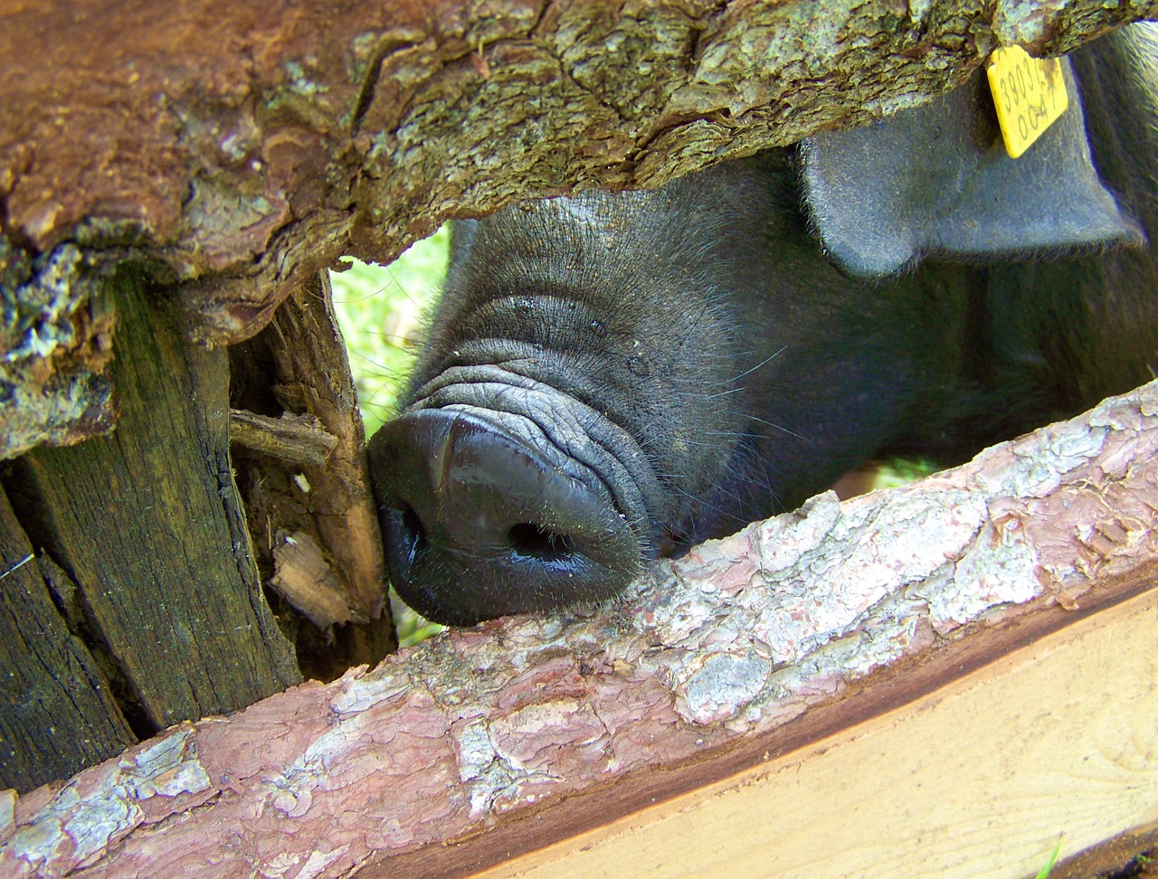 black pig pig nose pig free photo