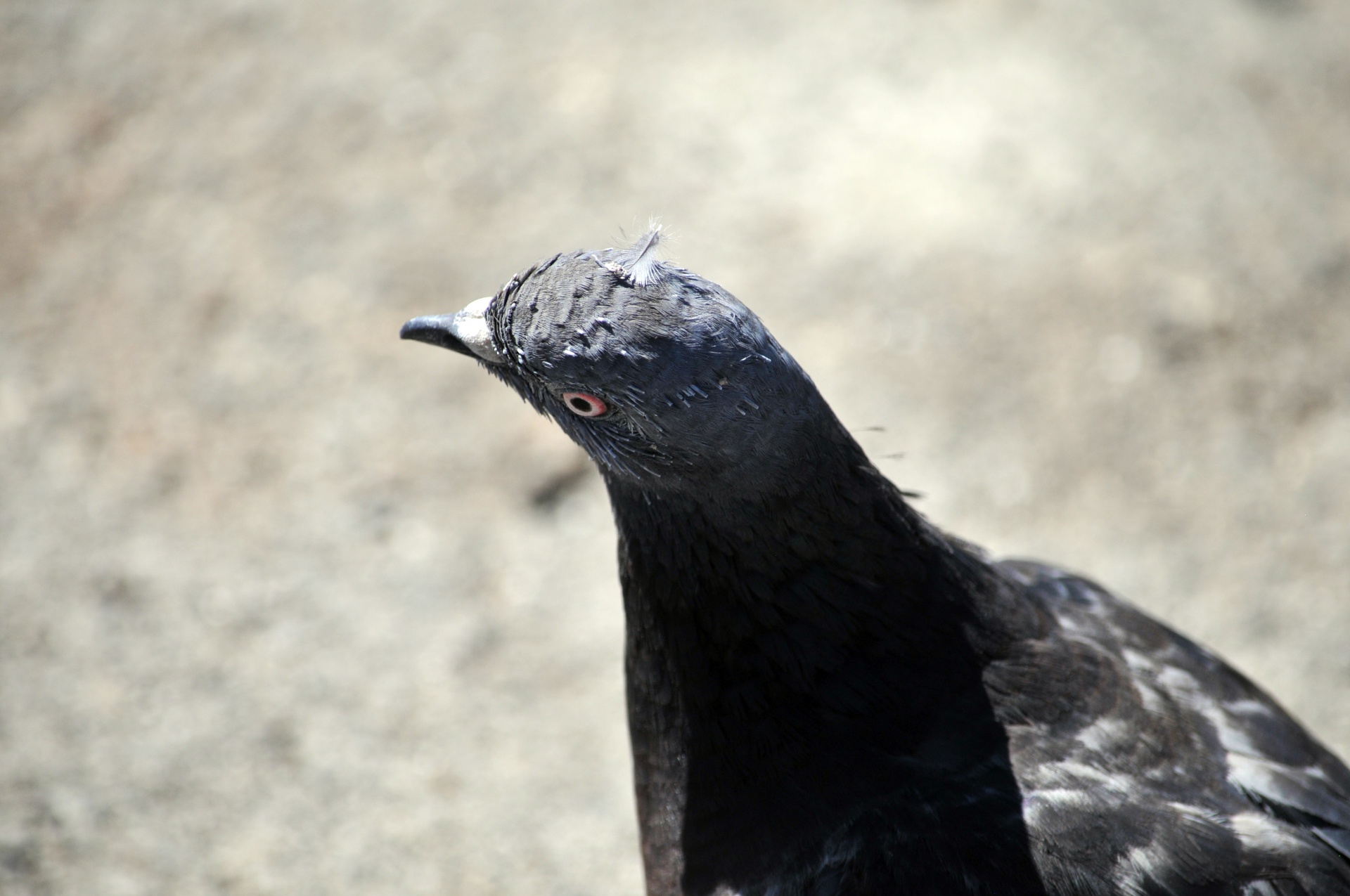 pigeon pigeons black free photo