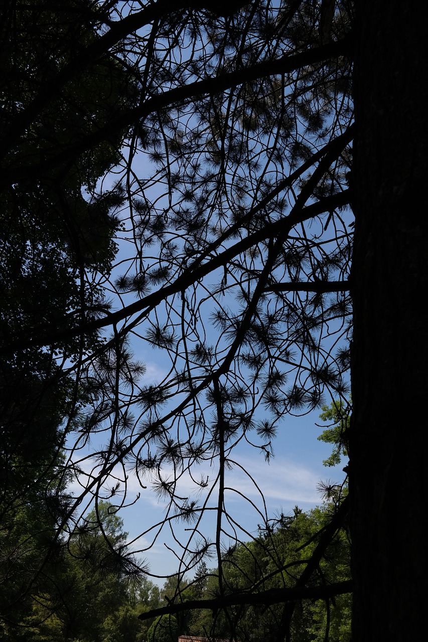 black pine tree conifer free photo