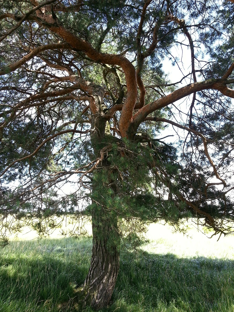 black pine tree landscape free photo