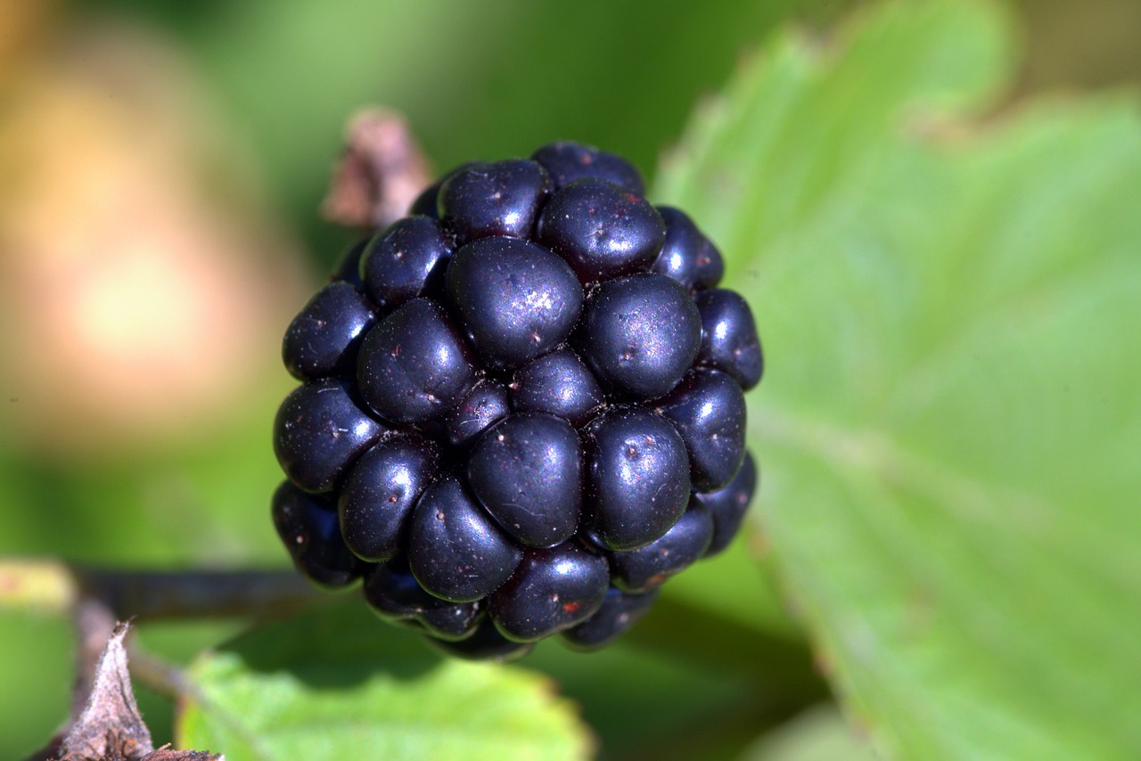 black raspberry blackberry blackberries free photo
