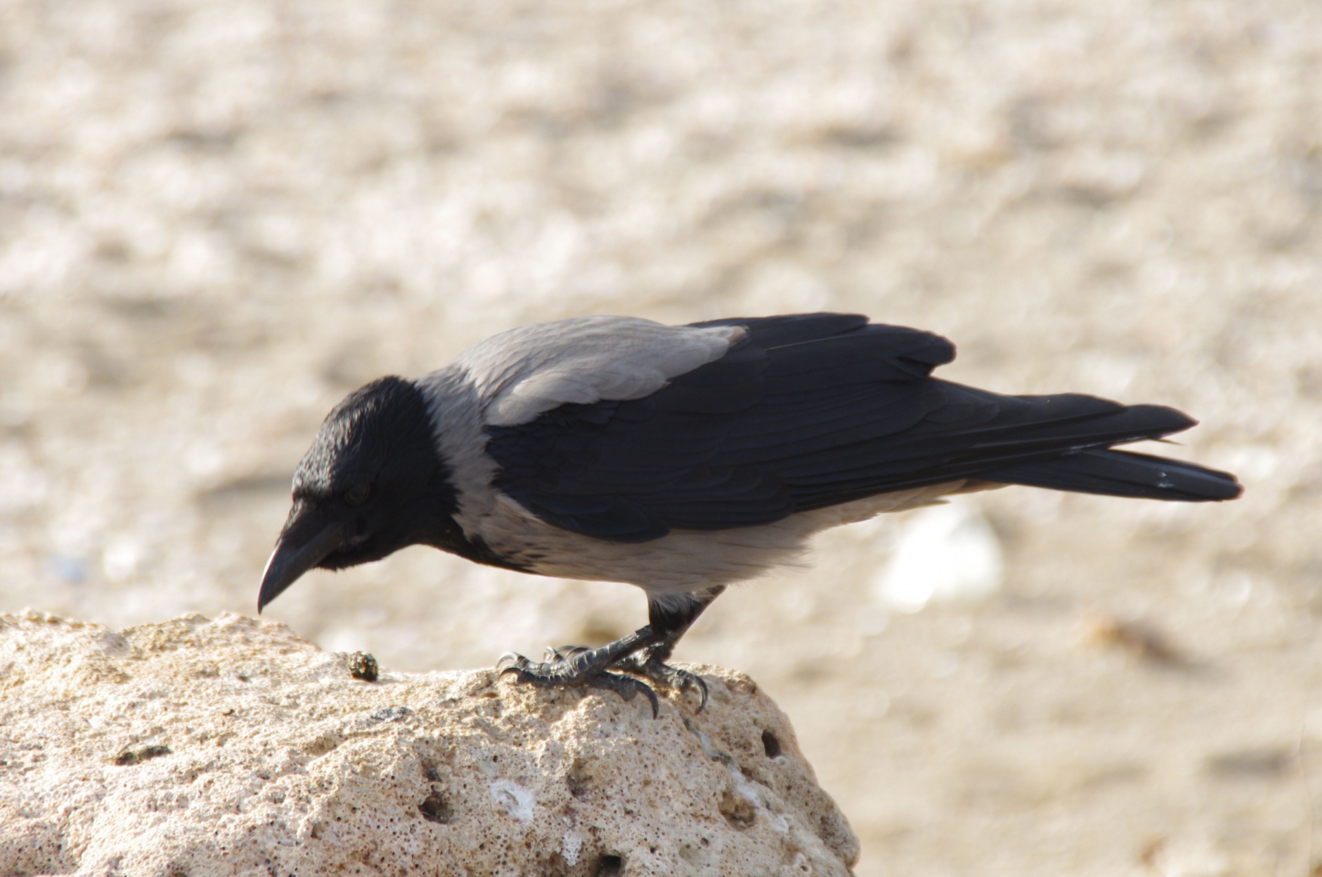 black raven crow free photo