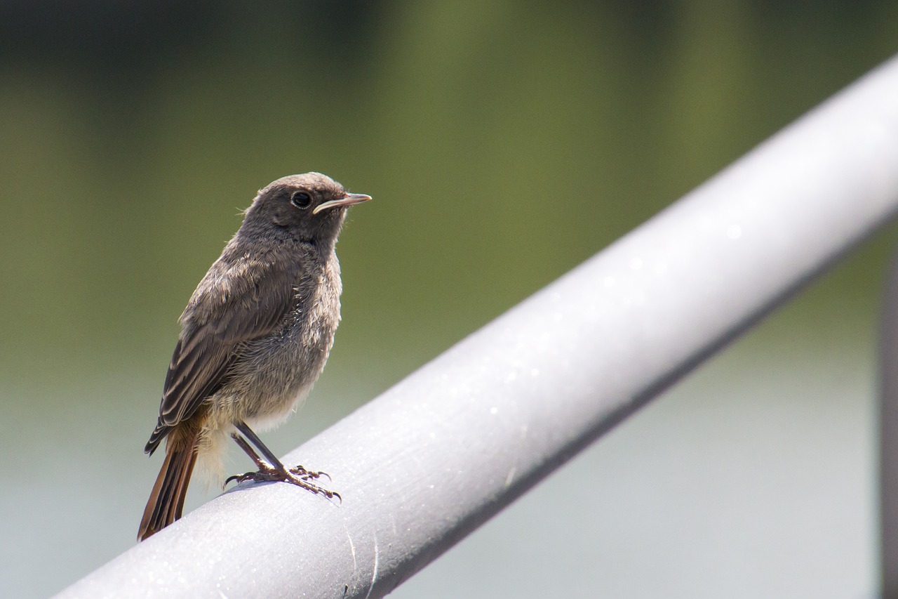 black redstart eifel phoenicurus ochruros free photo