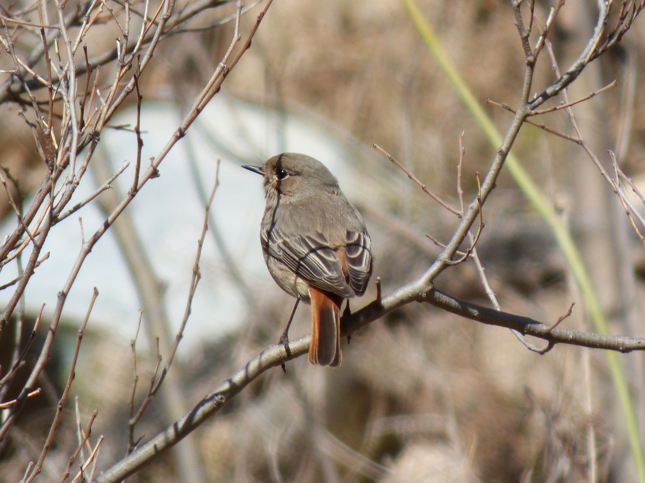 black redstart smoked cotxa smoked free photo