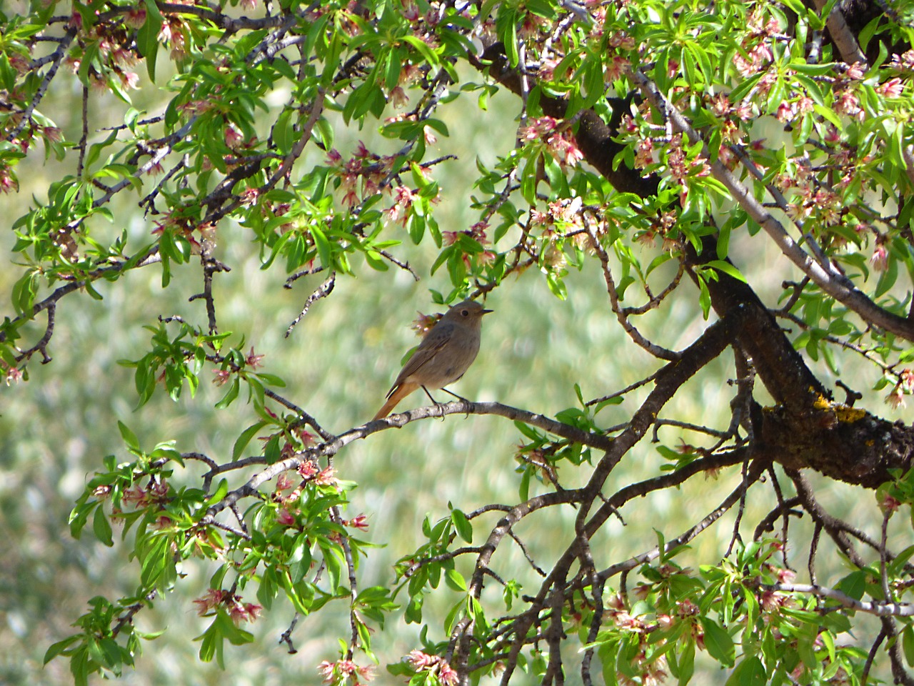 black redstart almond tree outbreaks free photo