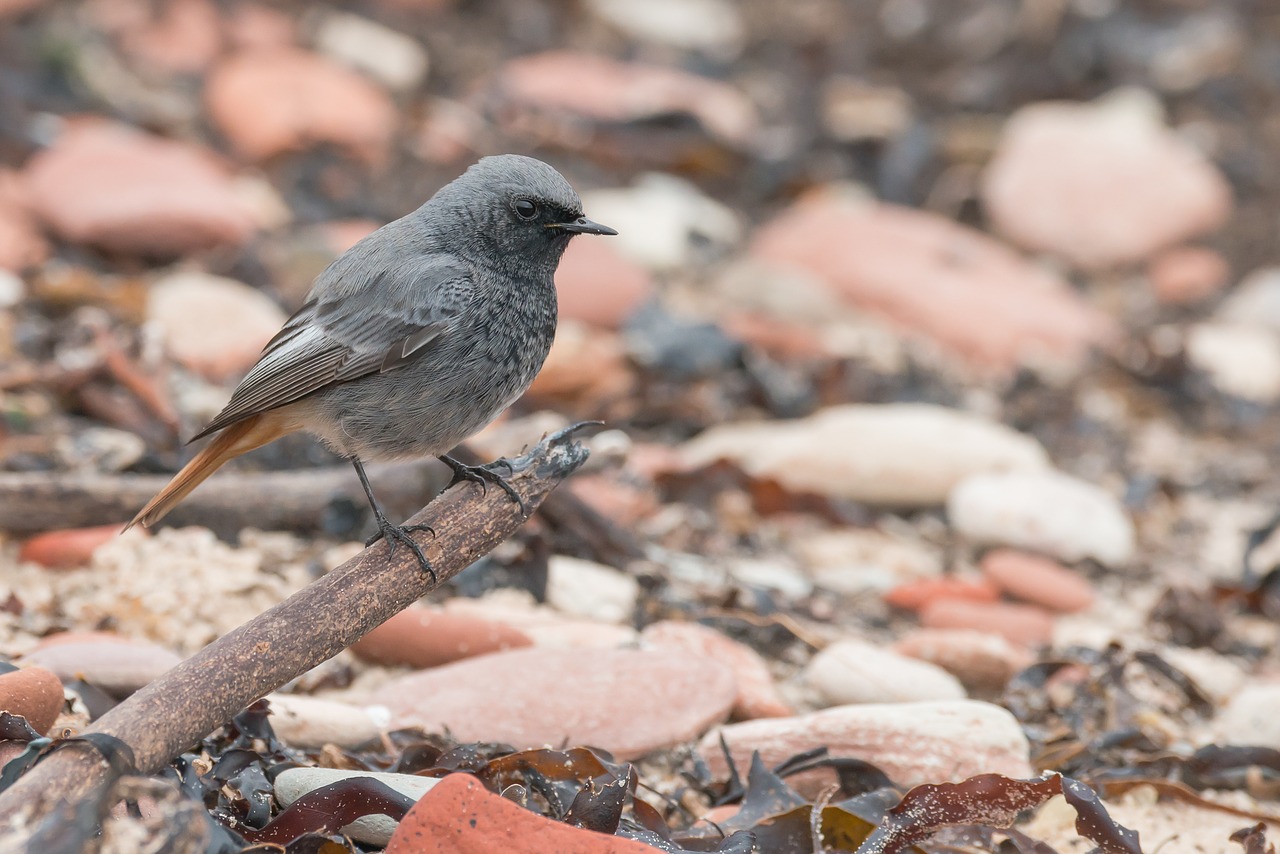 black redstart songbird bird free photo