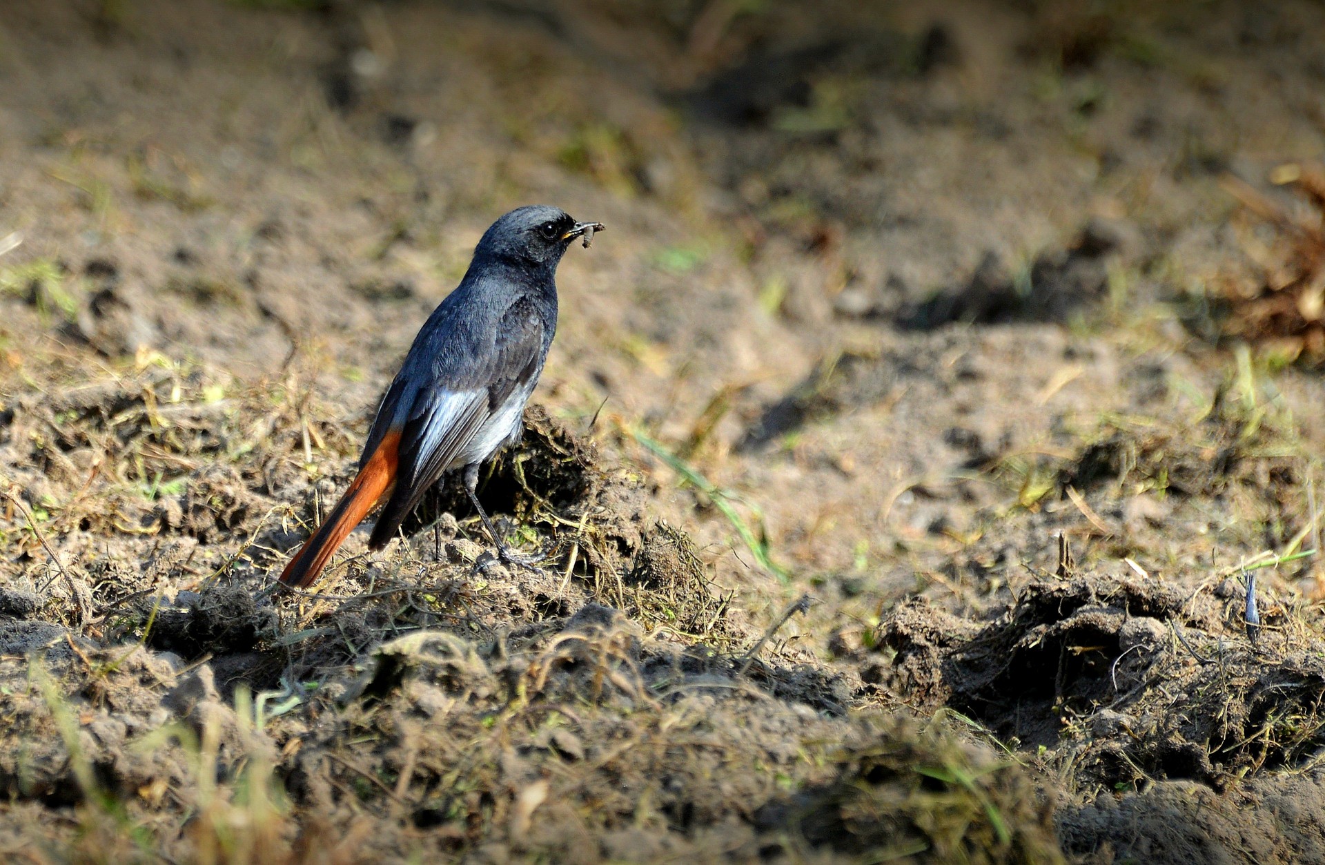 bird small nature free photo