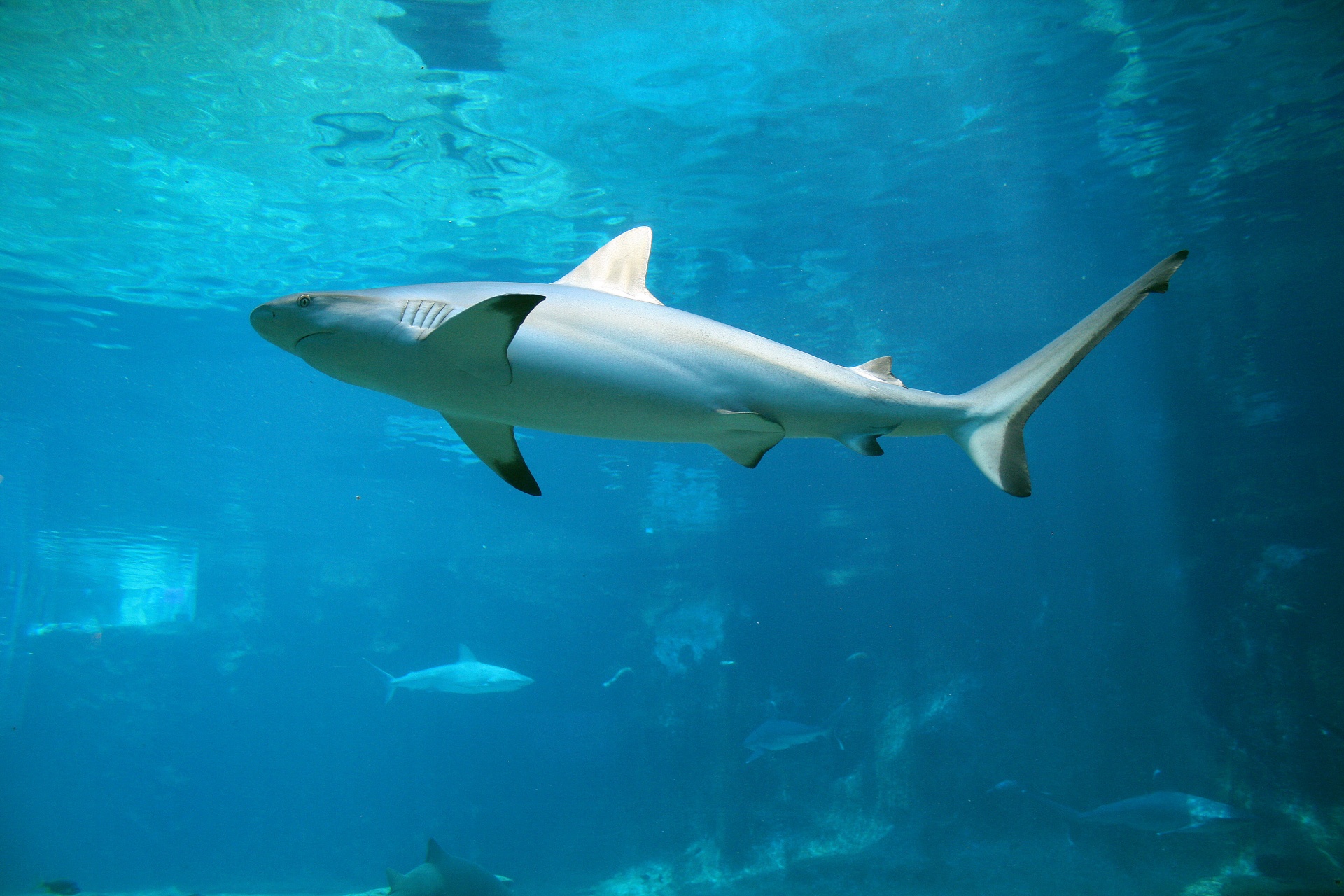 shark aquarium water free photo