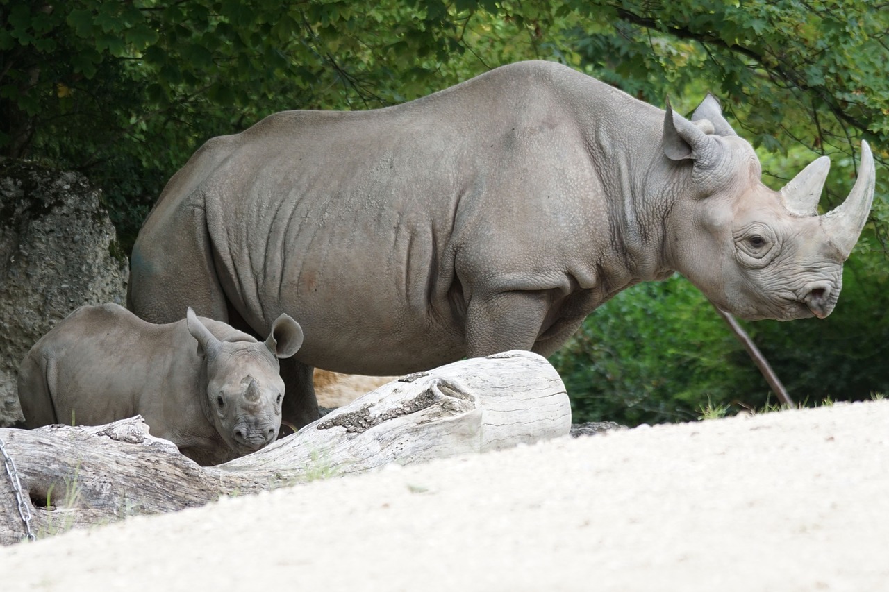 Download free photo of Black rhino,young,herbivores,zoo,animals - from