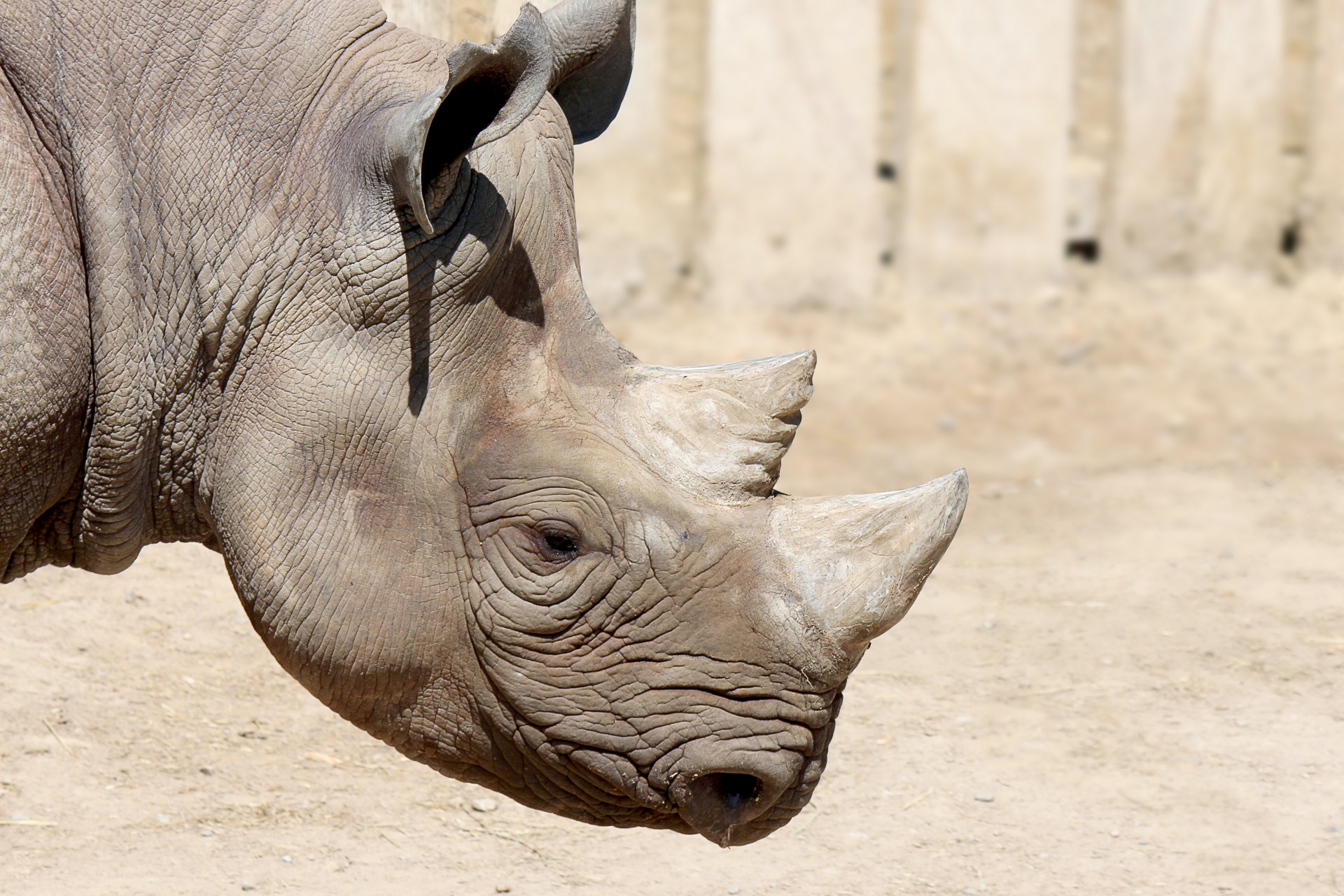 rhino black rhino horn free photo