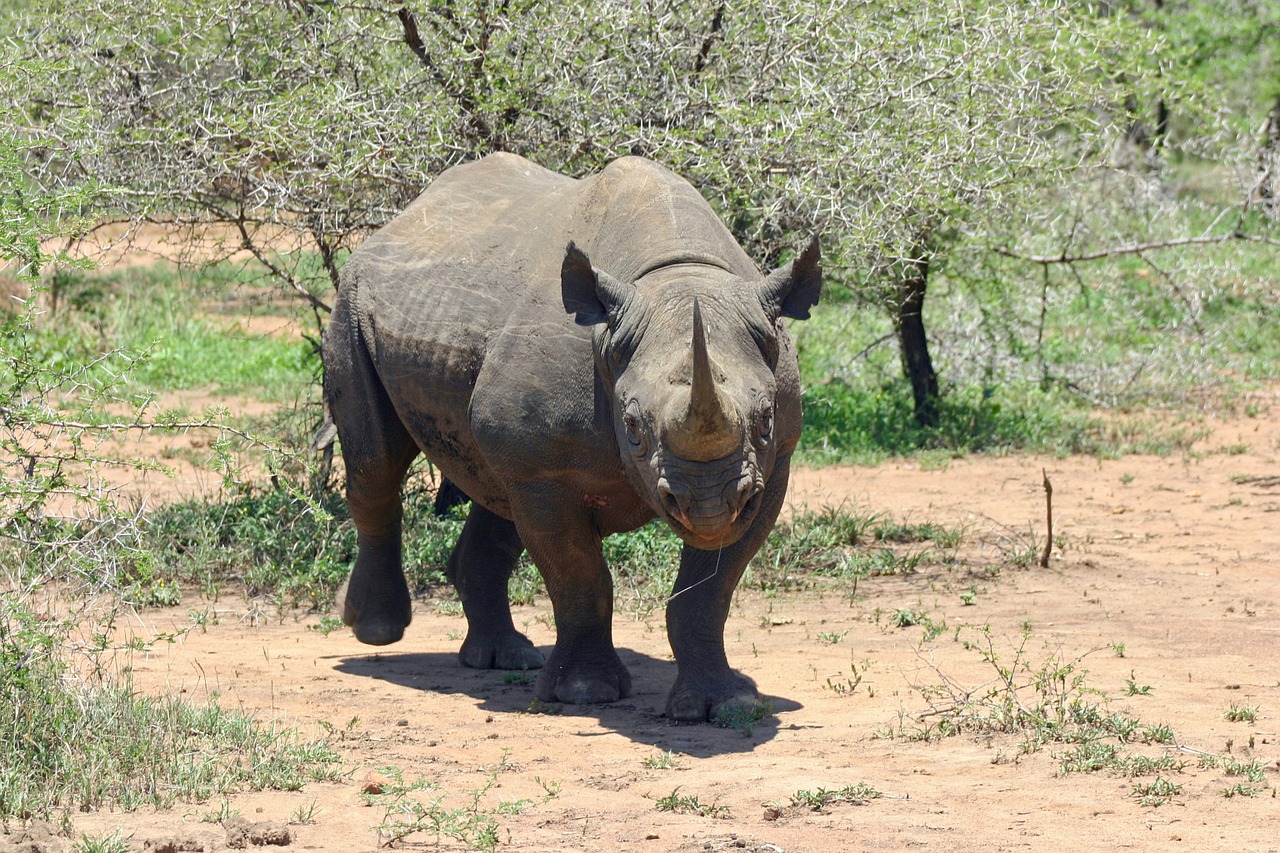 black rhinoceros rhinoceros rhino free photo
