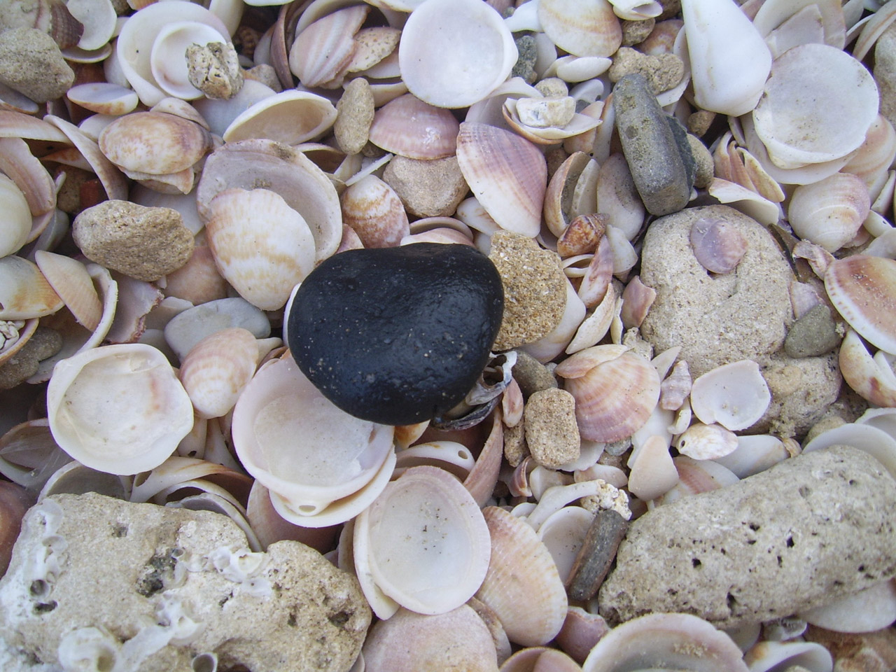black rock shells free photo