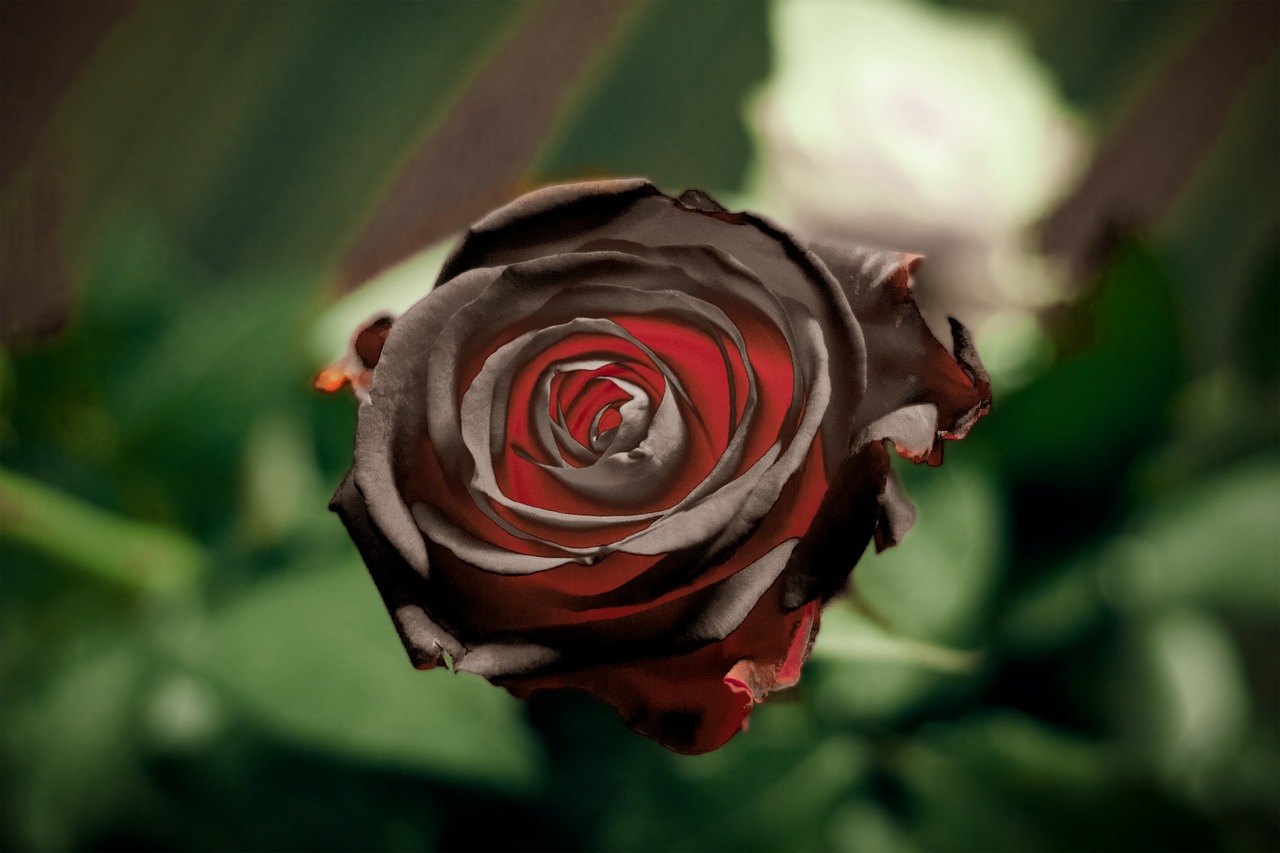 black rose  flower  red free photo