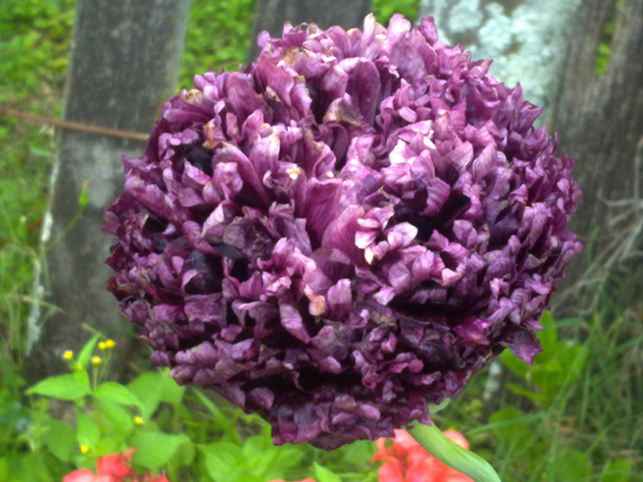 peonyifolium black poppy free photo