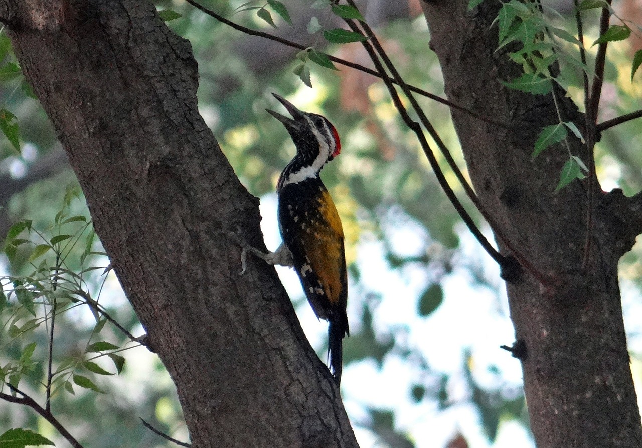black-rumped flameback dinopium benghalense golden-backed woodpecker free photo