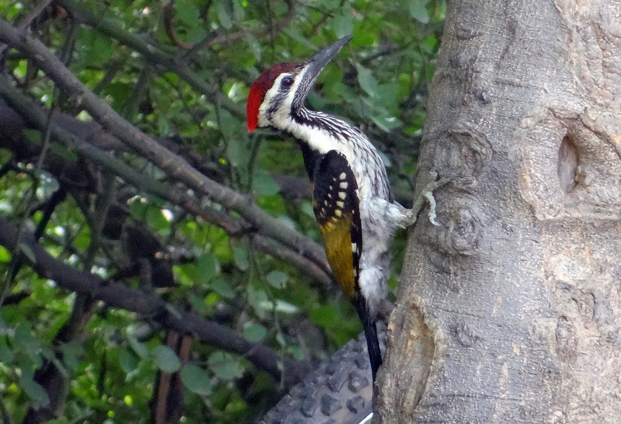black-rumped flameback woodpecker dinopium benghalense free photo