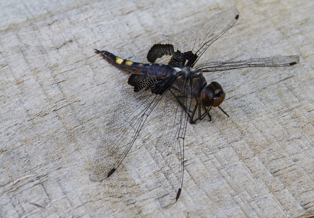 black saddlebags tramea lacerata dragonfly free photo