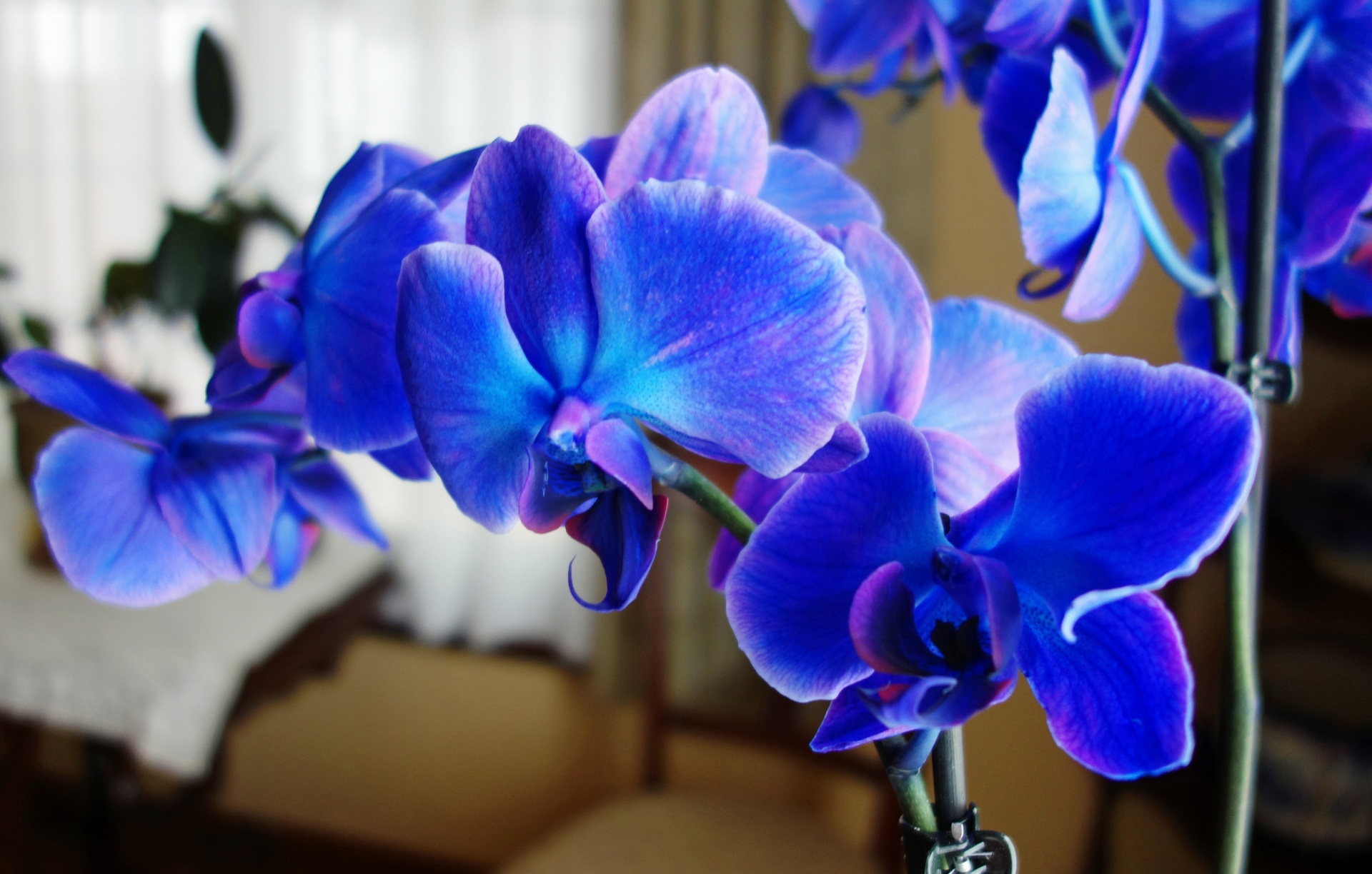 Орхидея сапфир фото и описание