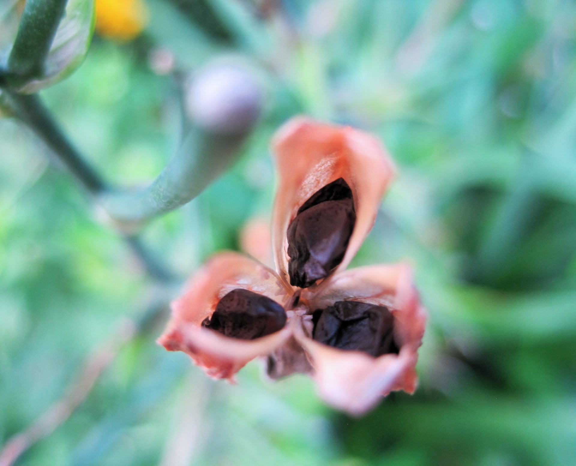 seeds black pod free photo