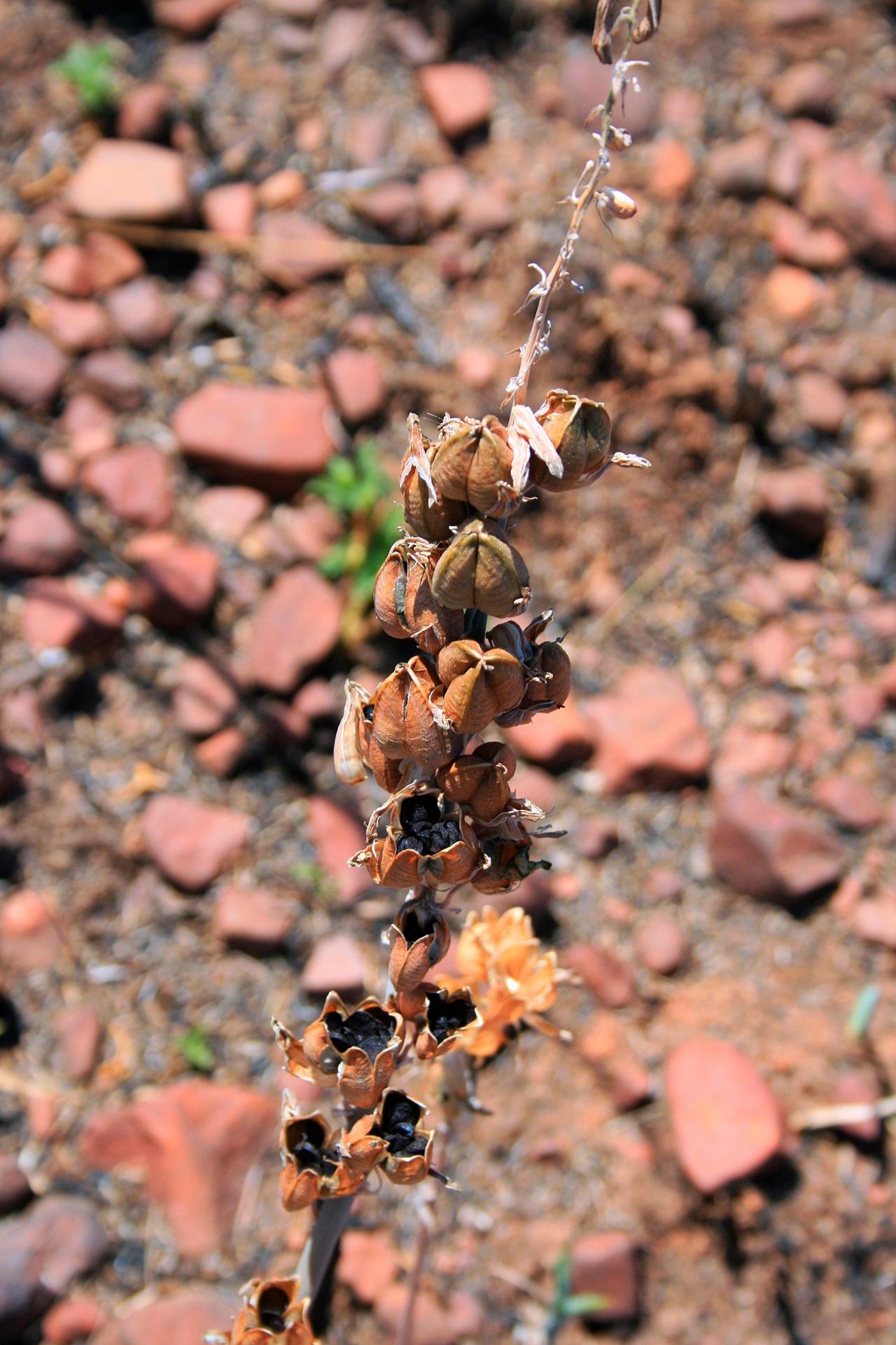 veld seeds ripe free photo