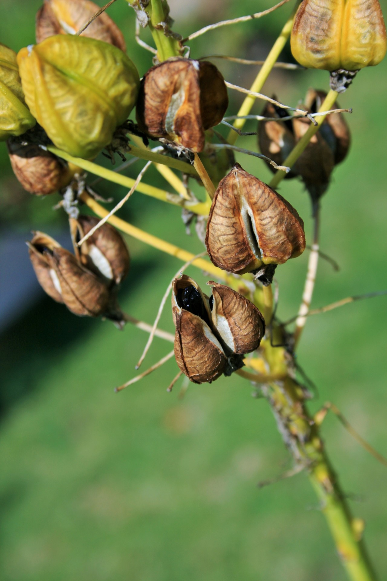 seed pods brown seeds free photo