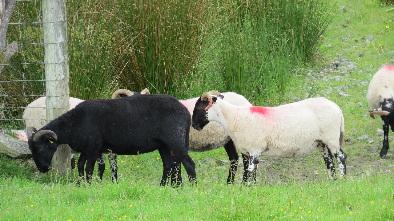 black sheep sheep animal free photo