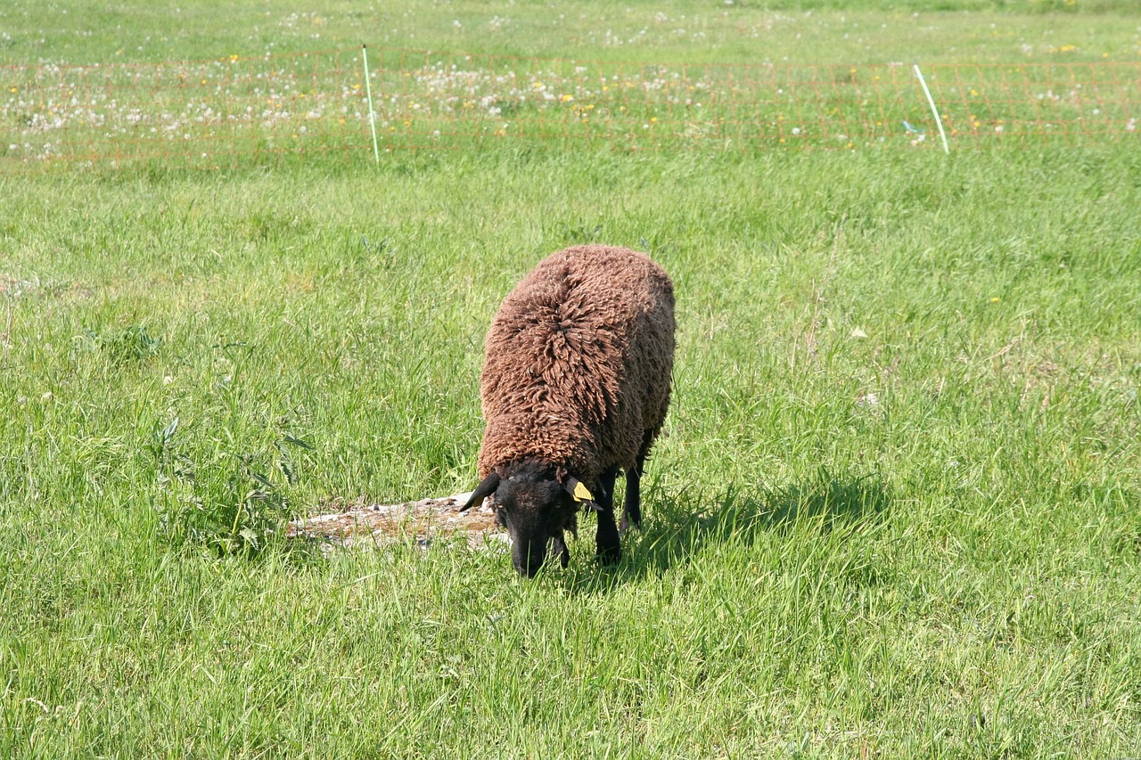 black sheep sheep brown free photo