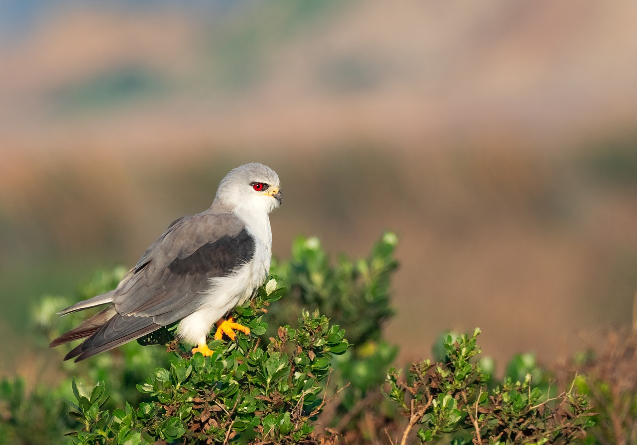 black-shouldered kite  black-winged kite  kite free photo