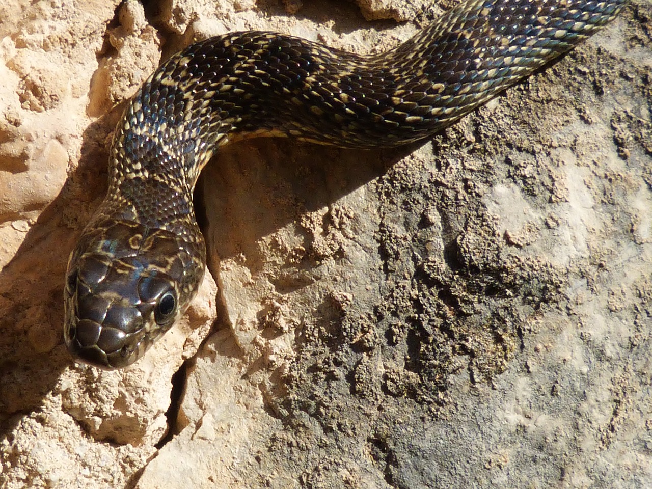black snake snake threat free photo
