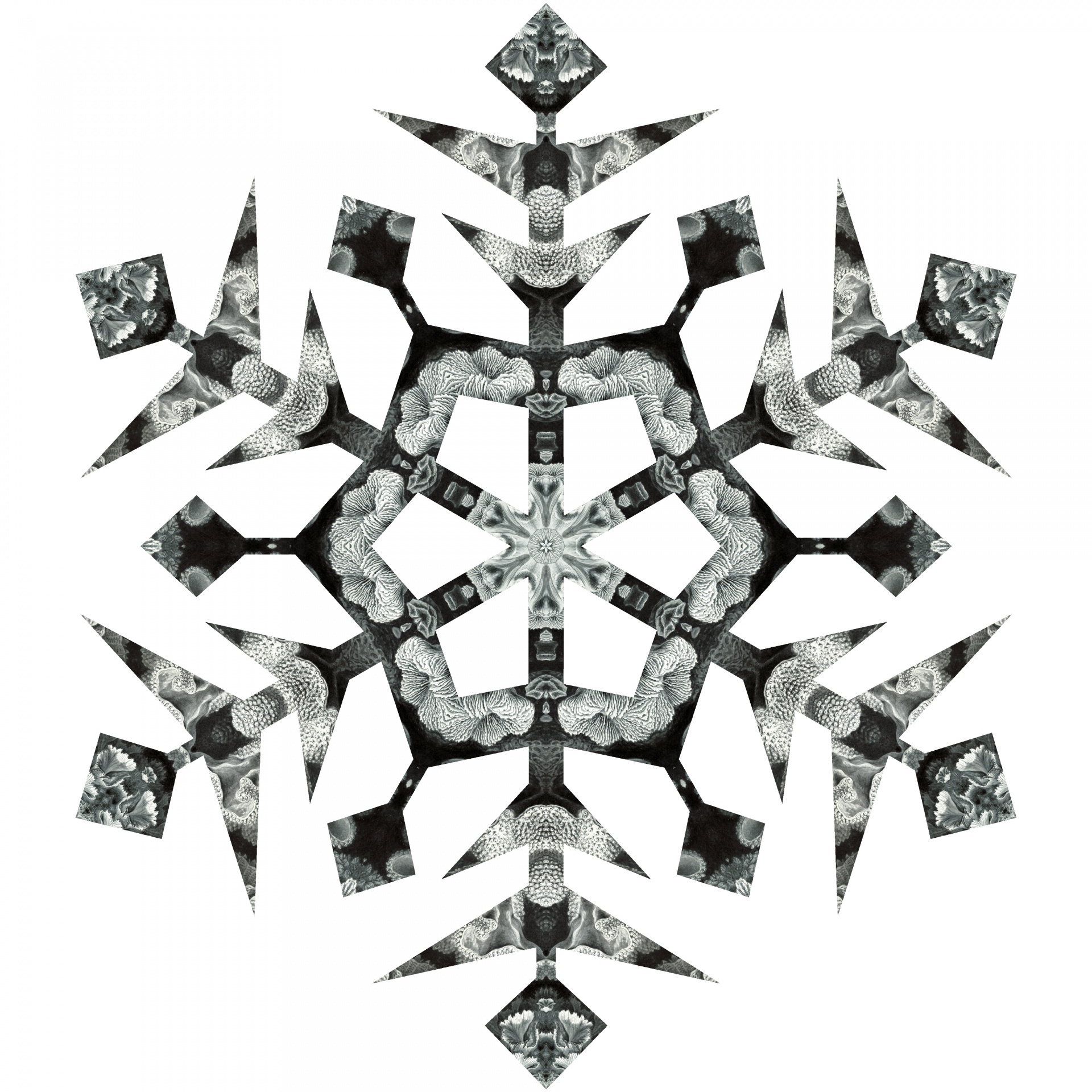 black snowflake winter free photo