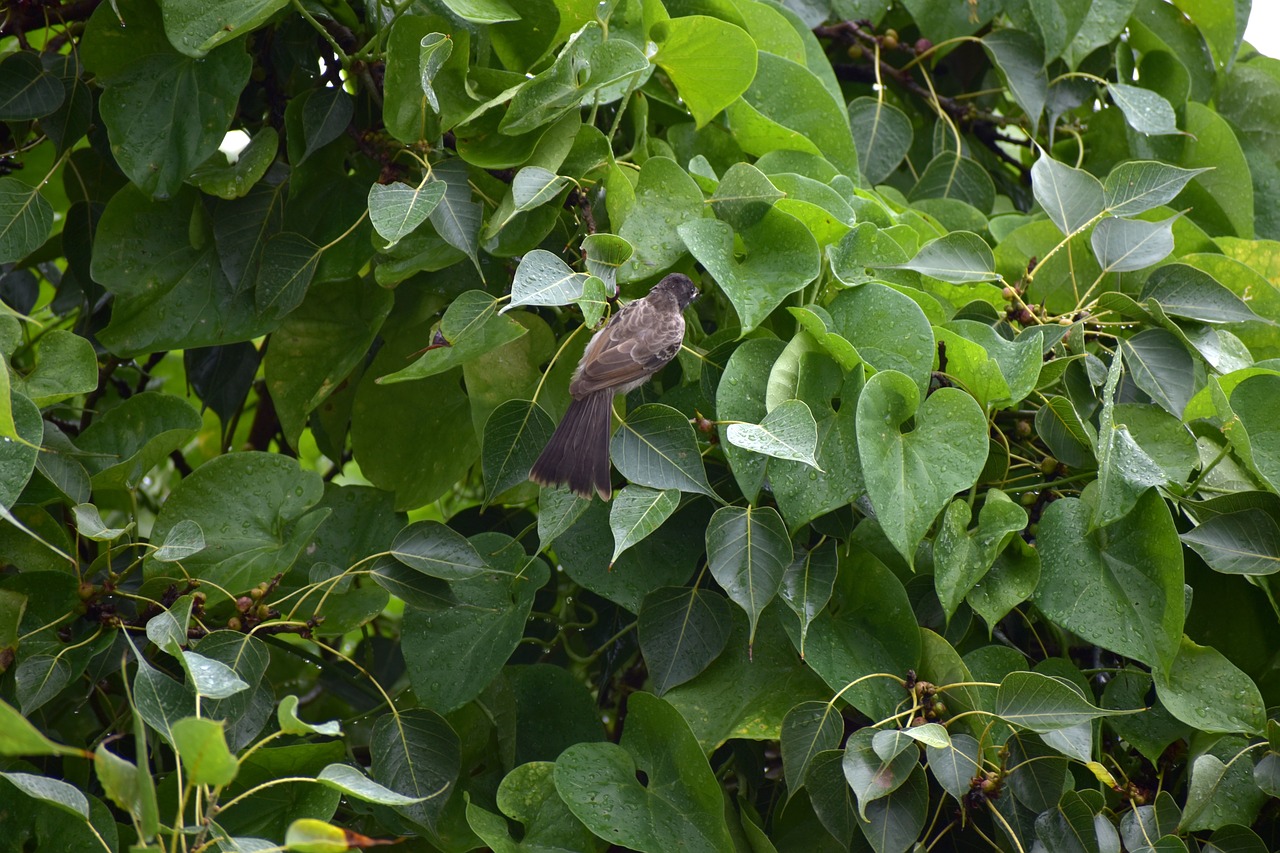 black sparrow bird nature free photo