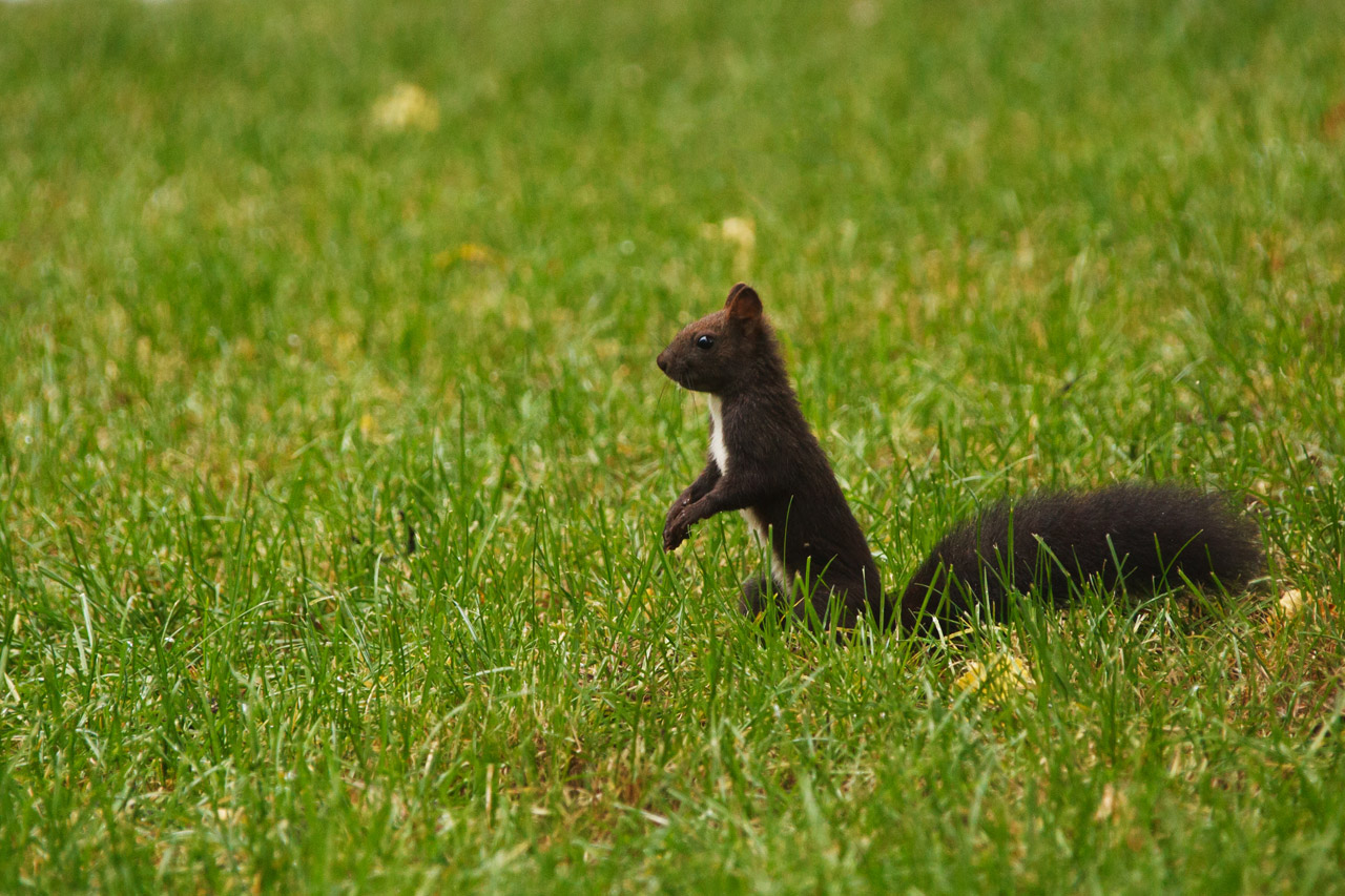 adorable animal black free photo