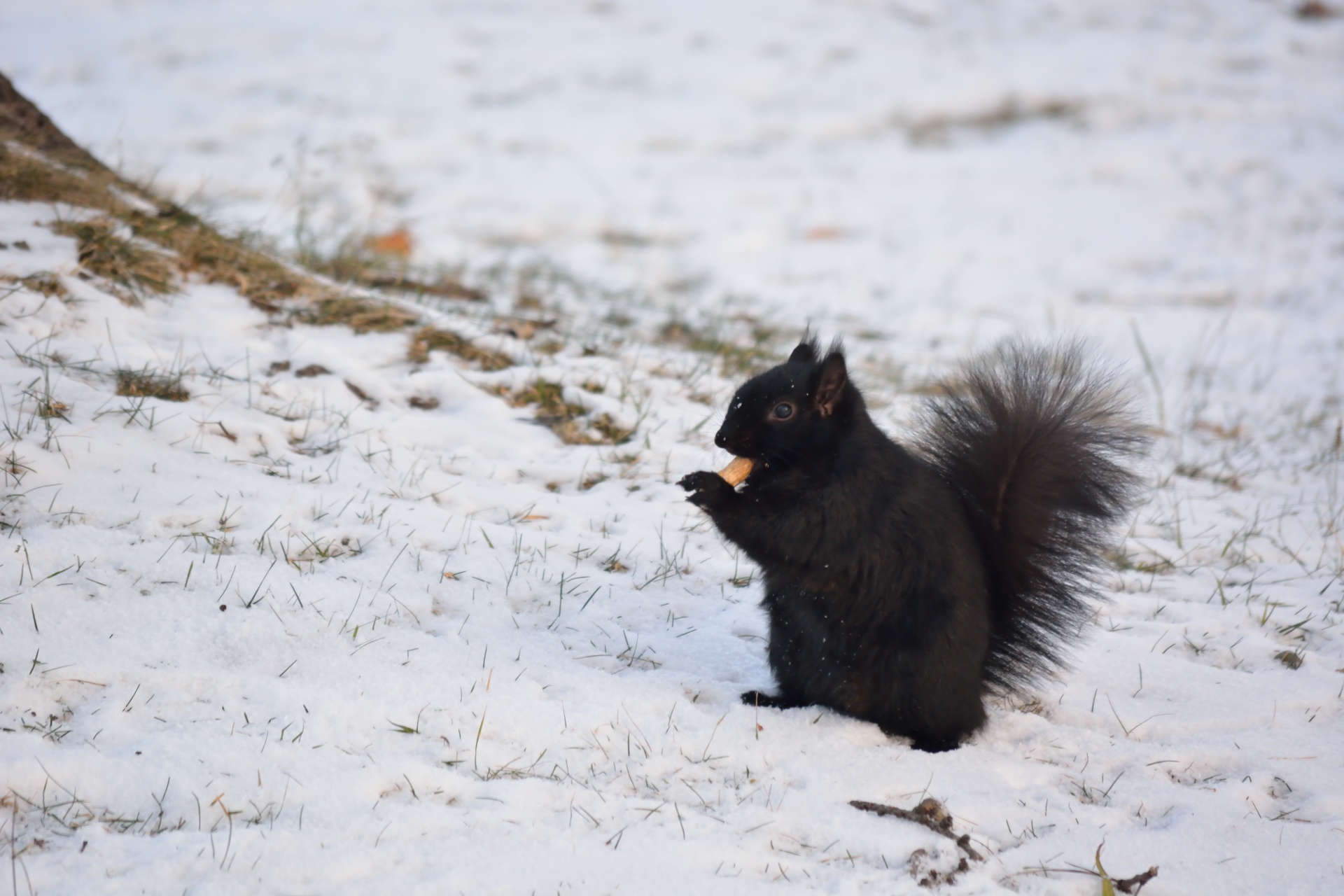 squirrel animal winter free photo