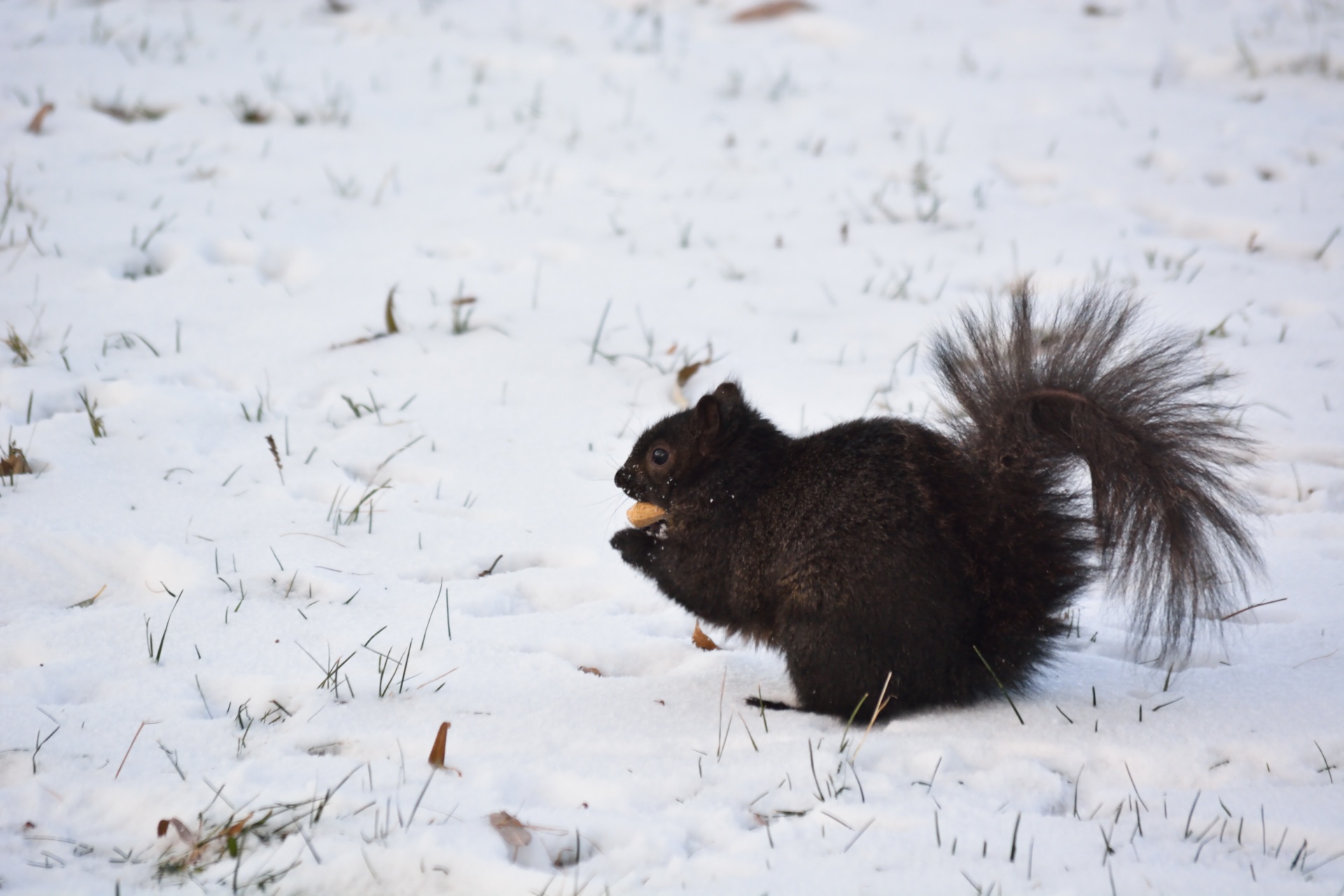 squirrel animal winter free photo