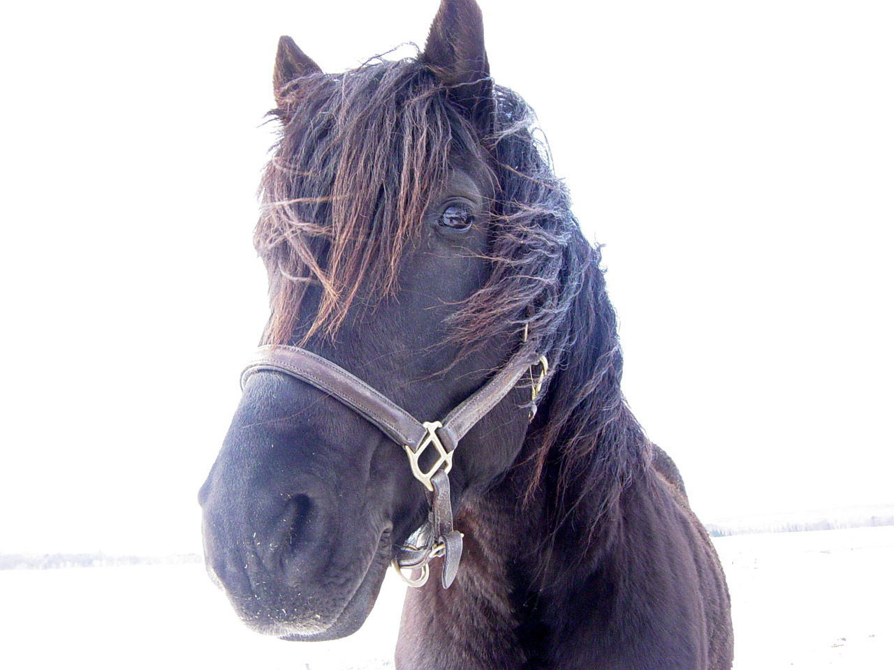 horse canadian stallion free photo