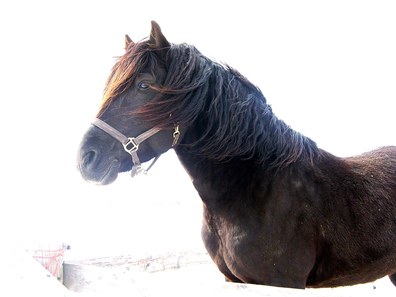 horse stallion black stallion free photo